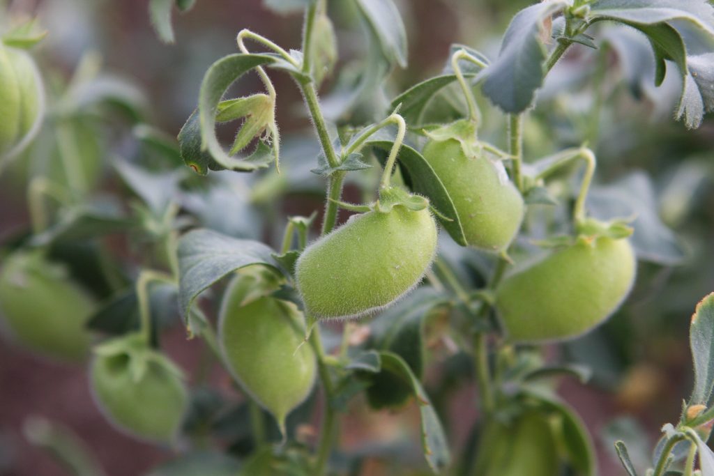 Chickpea